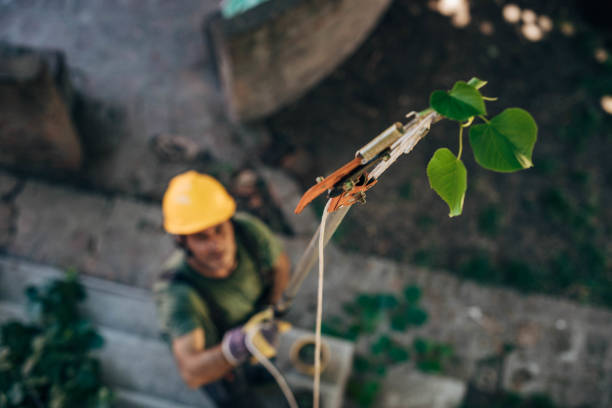 How Our Tree Care Process Works  in  Lincolnton, NC